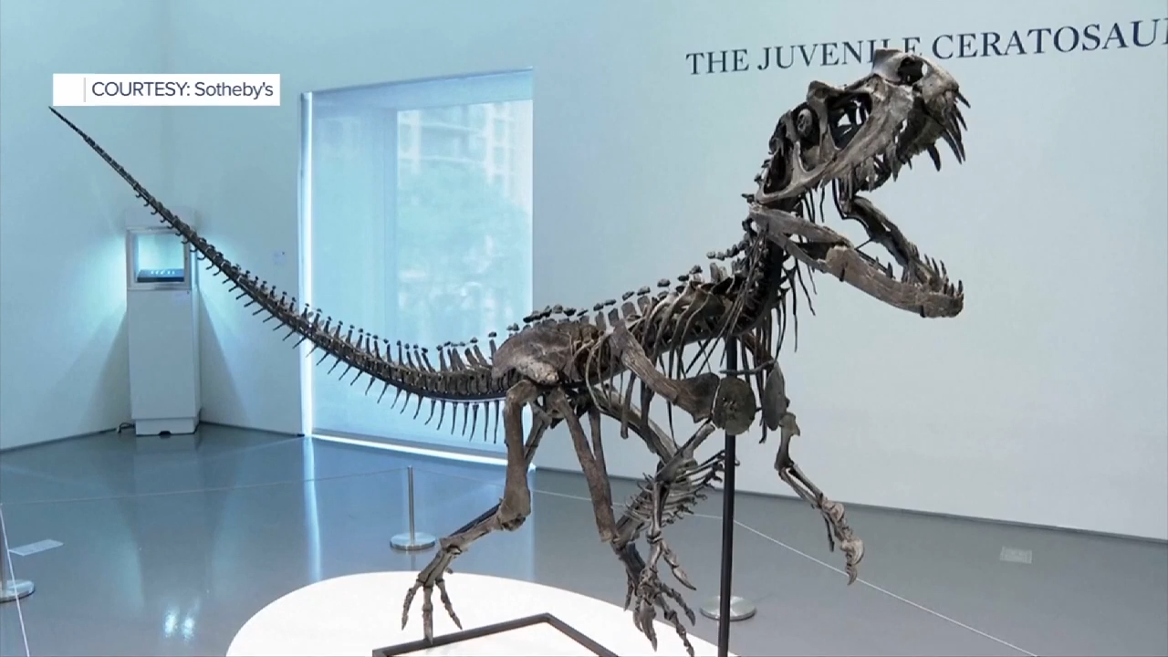 Rare Ceratosaurus fossil sells for $30.5 million - WSVN