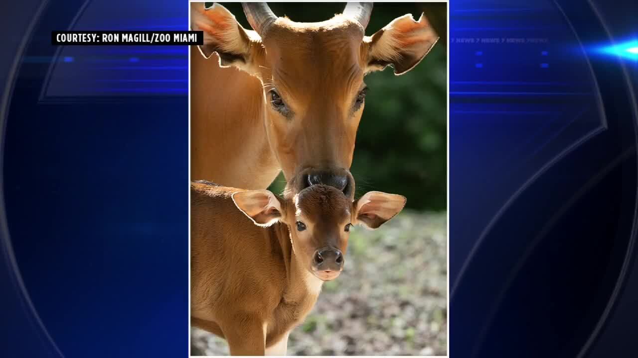 Zoo Miami welcomes endangered banteng – WSVN 7News | Miami News, Weather, Sports