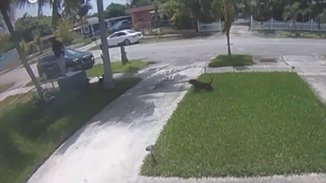 Man hospitalized after being attacked by 3 dogs during walk in West ...