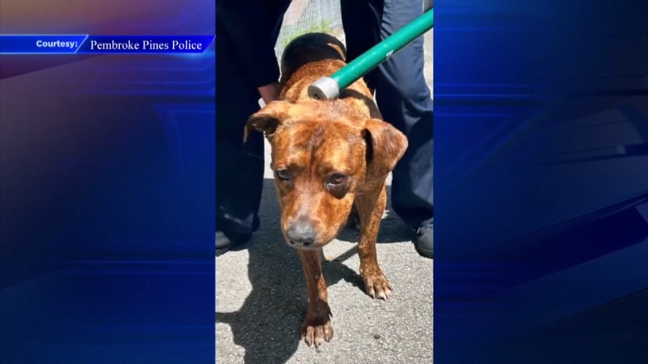 Officers rescue dog from canal in Pembroke Pines - WSVN 7News | Miami ...