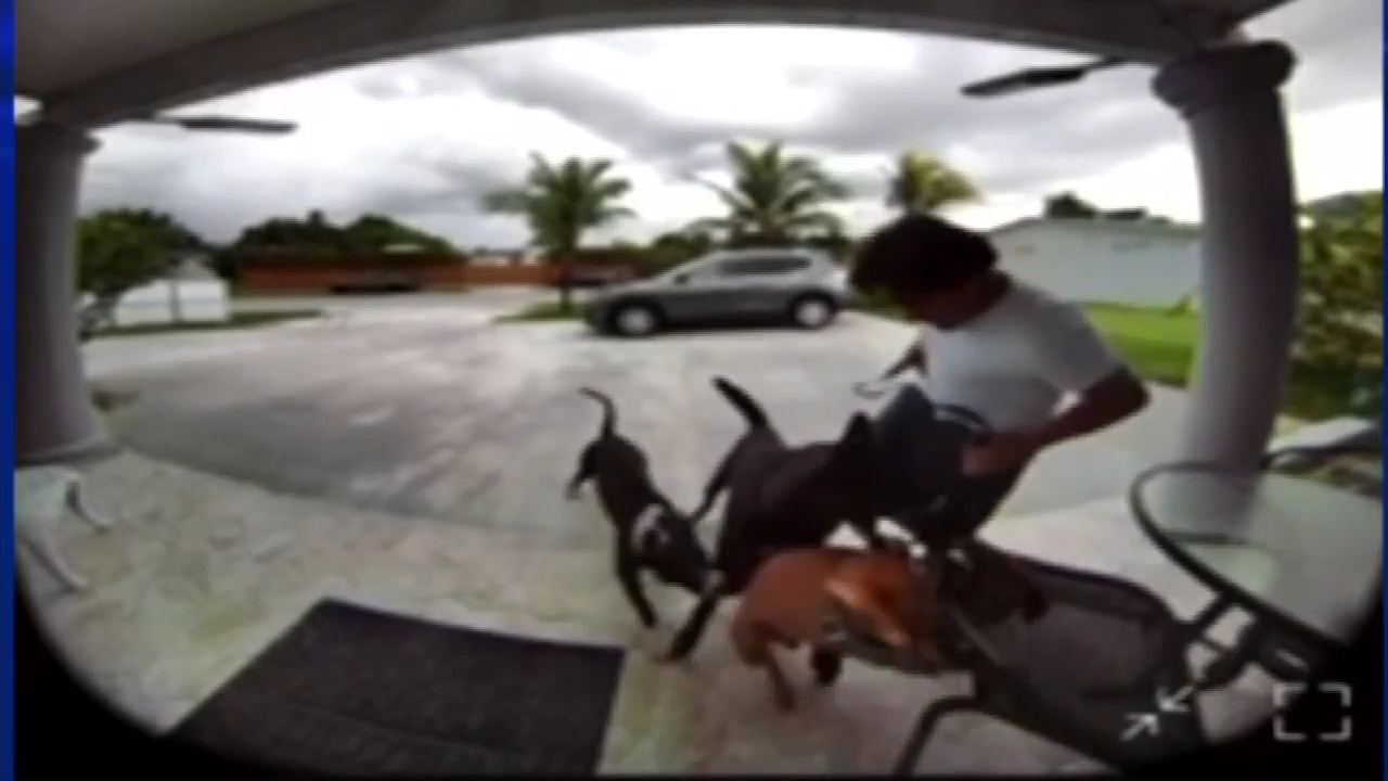 Family dog left shaken after being attacked by 2 dogs in South Miami ...