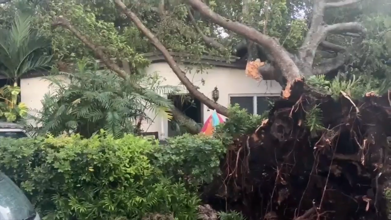 Large tree falls on home in SW Miami-Dade during heavy rainfall; no injuries reported – WSVN 7News | Miami News, Weather, Sports