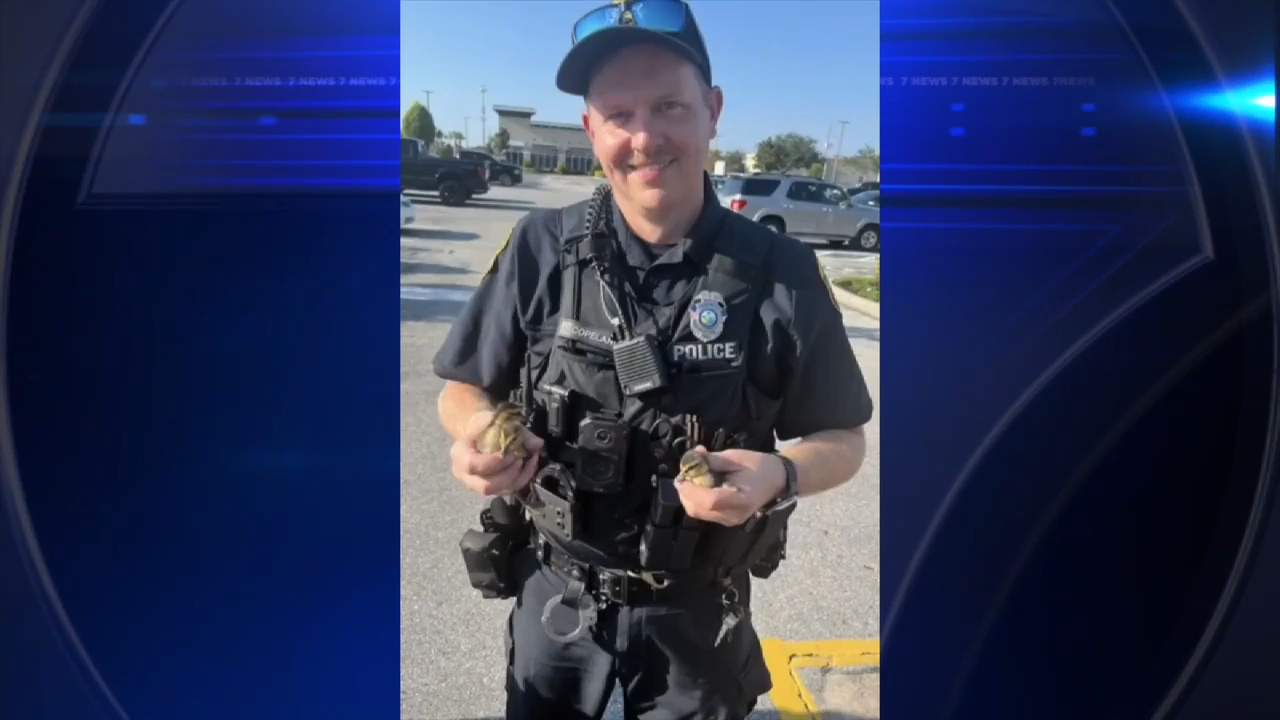 Clearwater officers rescue 2 ducklings trapped in storm drain - WSVN ...