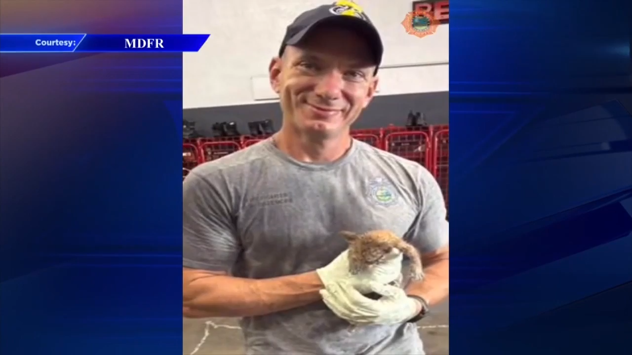 Fire crews rescue cat stuck inside car’s engine in NW Miami-Dade