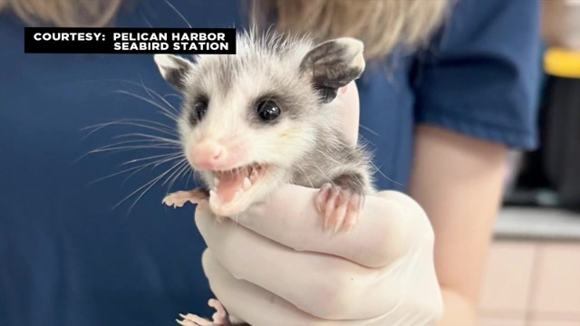 Pelican Harbor Seabird Station receives orphaned Virginia opossum — the facility’s 47,000th patient