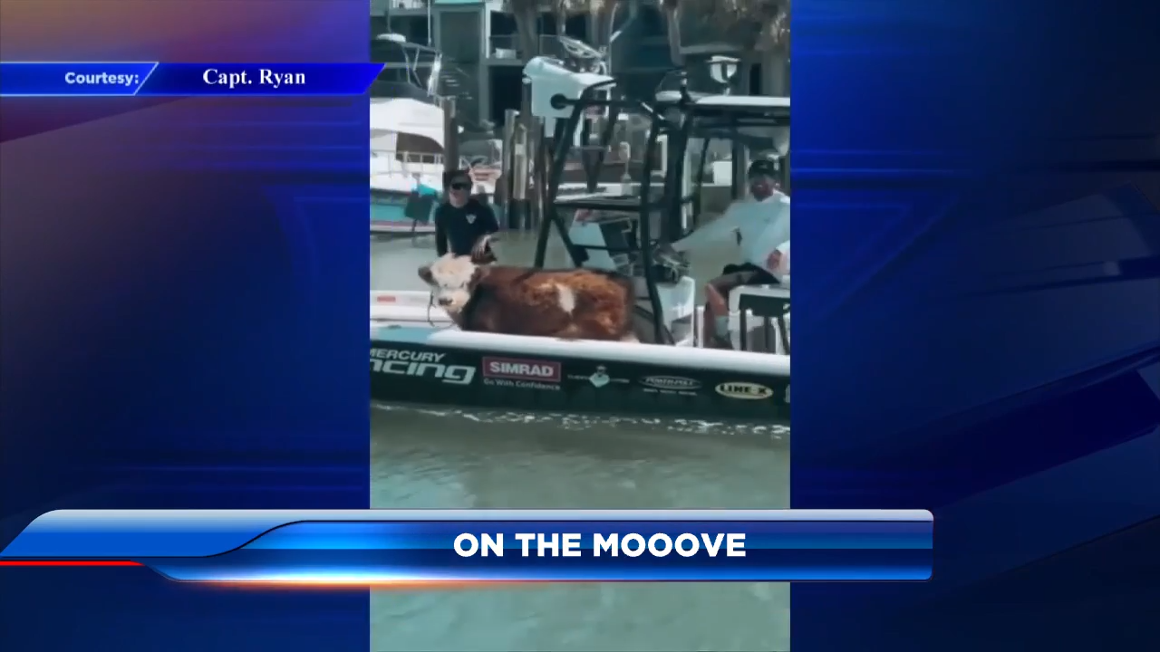 On the mooove: Mini cow goes sailing with owner on St. Pete Beach for first boat ride – WSVN 7News | Miami News, Weather, Sports On the mooove: Mini cow goes sailing with owner on St. Pete Beach for first boat ride – WSVN 7News | Miami News, Weather, Sports