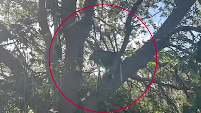 Secret Service finds ‘suspicious’ hunting stand near Air Force One landing zone in West Palm Beach - WSVN 7News | Miami News, Weather, Sports | Fort Lauderdale