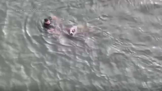 Police officer jumps into bay to rescue injured dog off Atlantic City ...