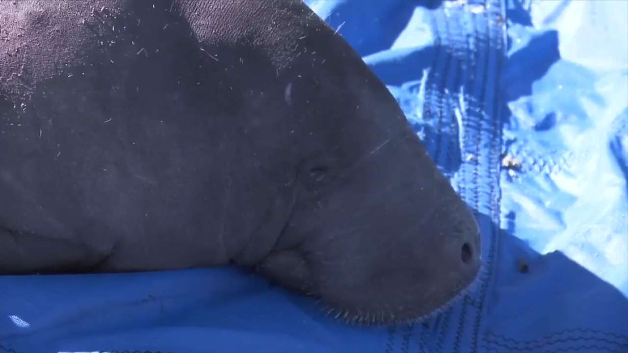 Rescued manatee returned to river in Jacksonville after weeks of ...