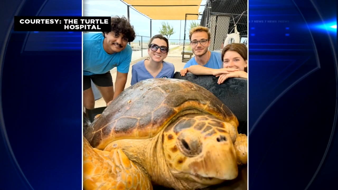 Endangered loggerhead sea turtle to be returned to ocean after being caught in crab trap line