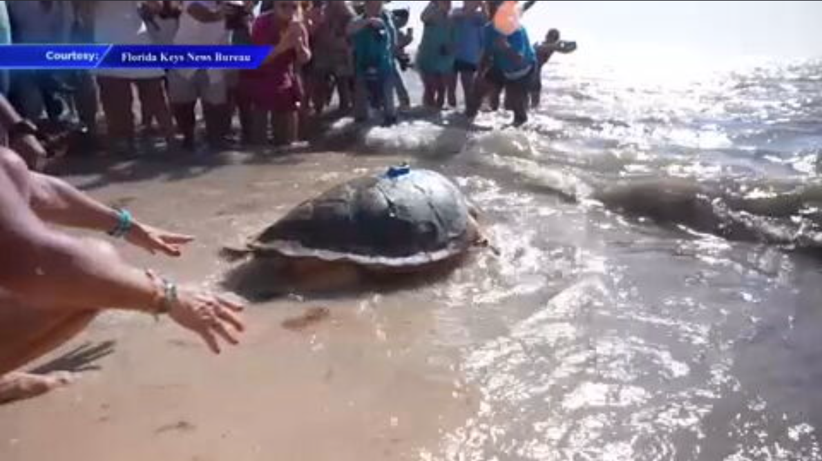Molly the loggerhead released to sea after months-long recovery at Turtle Hospital