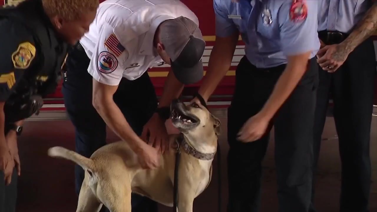 Dog saved from Clearwater house fire, owner meet firefighters who came to pet’s rescue