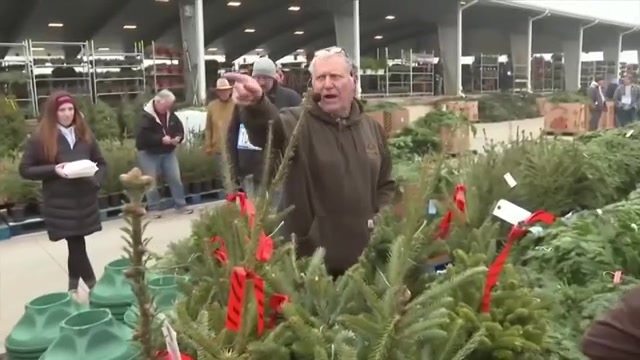 wsvn.com - Rubén Rosario - Christmas tree retailers find lots to like at a Pennsylvania wholesale auction - WSVN 7News | Miami News, Weather, Sports | Fort Lauderdale