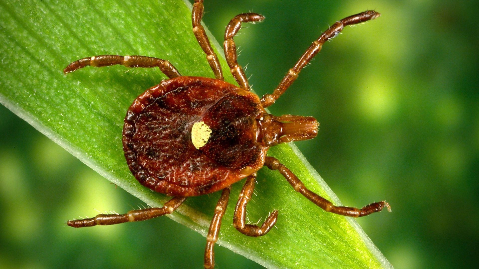 Scientists document a death from a meat allergy tied to certain ticks ...