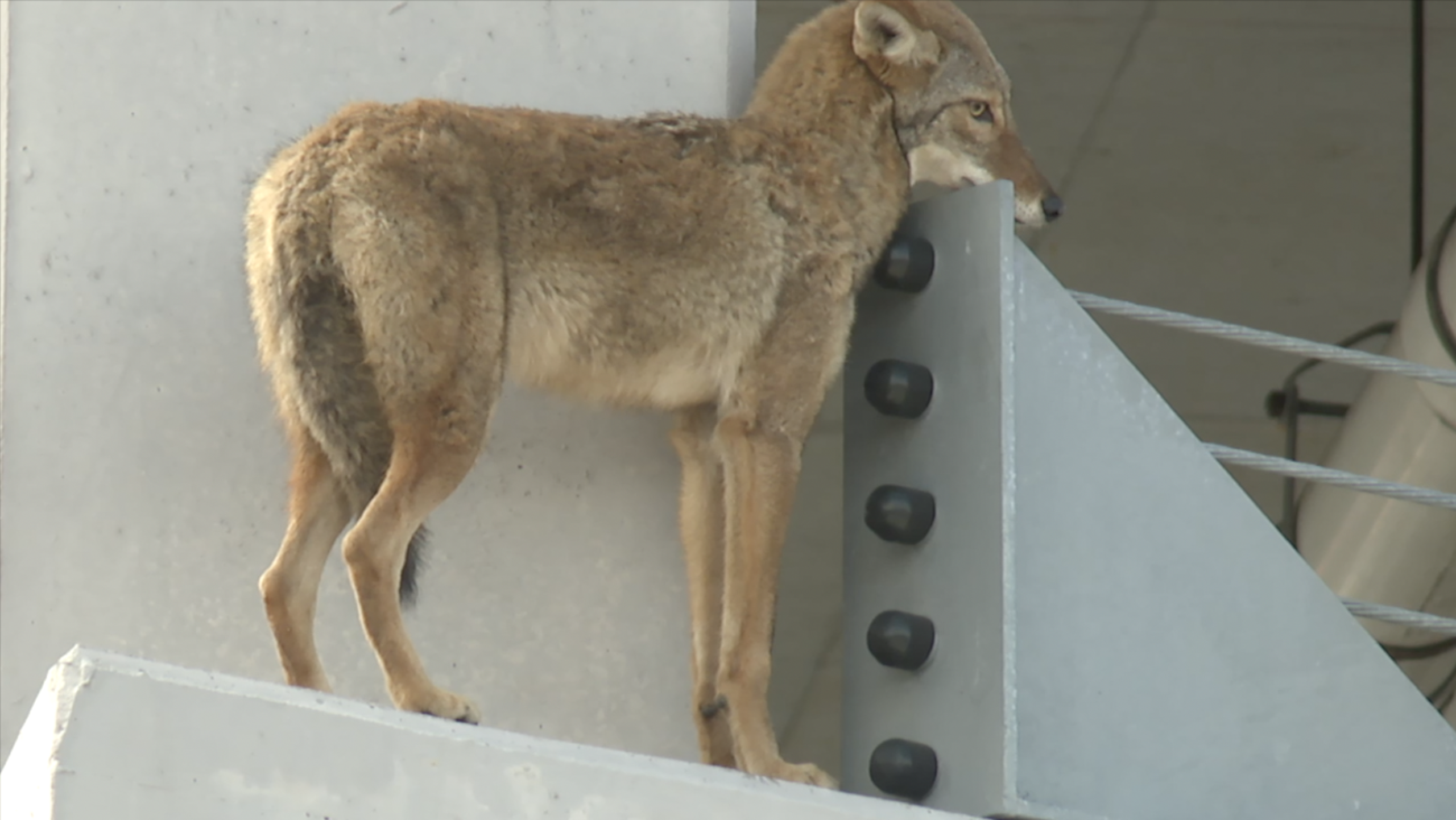 ‘We were in amazement:’ Crowd gathers to watch coyote stuck on hotel ledge in Southwest Florida