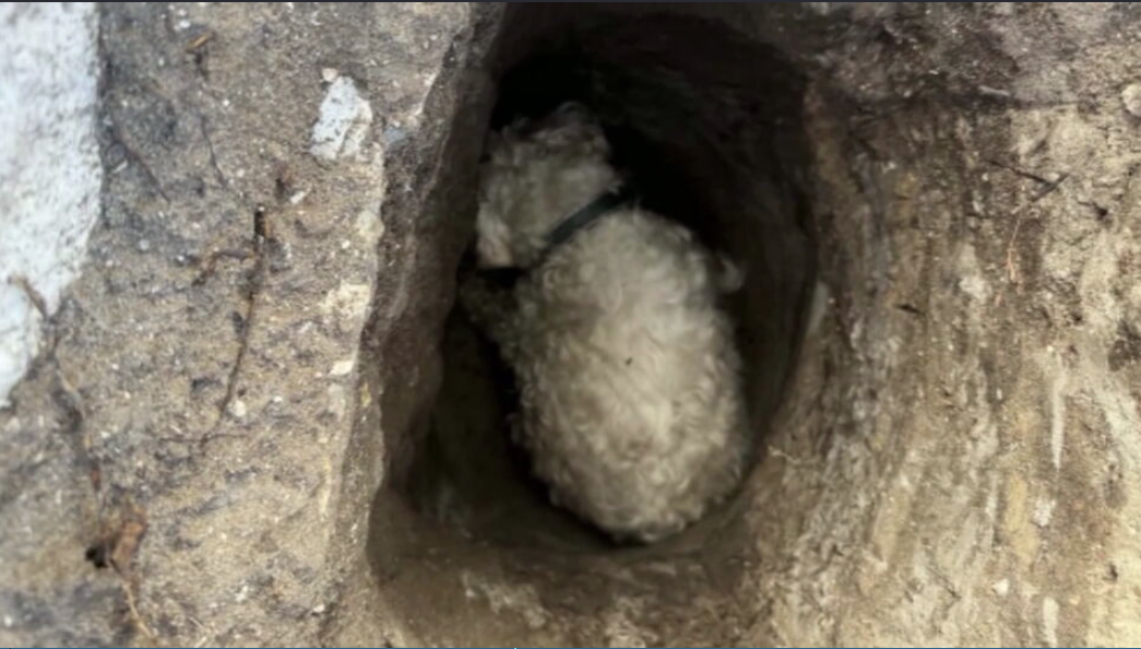 Trapped elderly dog found by good Samaritan after wandering from Florida home – WSVN 7News | Miami News, Weather, Sports | Fort Lauderdale