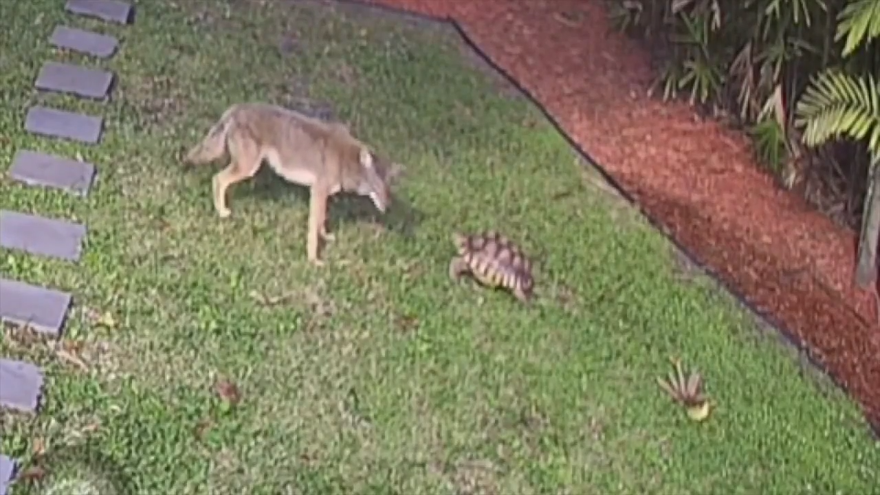 Residents on edge after coyote sighting in Miami Springs neighborhood – WSVN 7News | Miami News, Weather, Sports | Fort Lauderdale