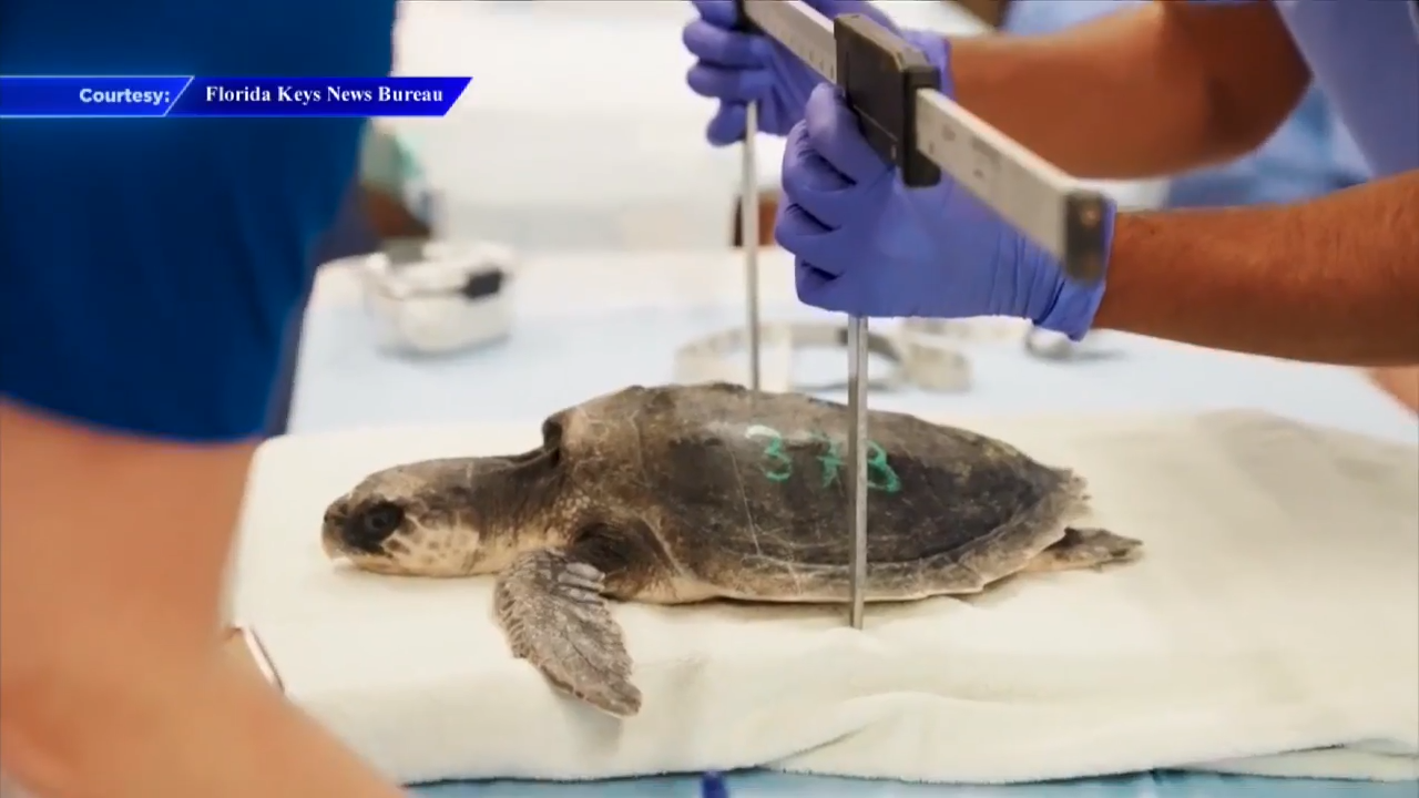 25 sea turtles transported to Marathon hospital after suffering cold stunning in waters off New England