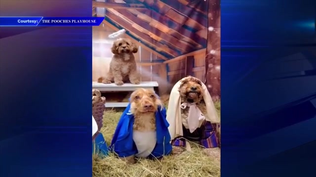 Doggy day care in England goes viral for its adorable and serene Nativity scene