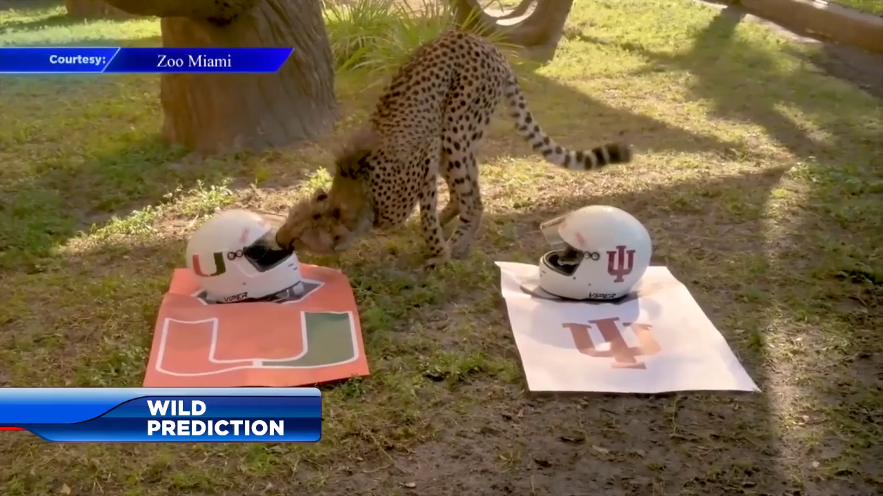 Cheetah at Zoo Miami picks Canes to win CFP championship game