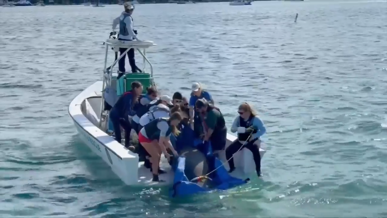 Manatee returned to the ocean after year of rehabilitation in Riviera Beach