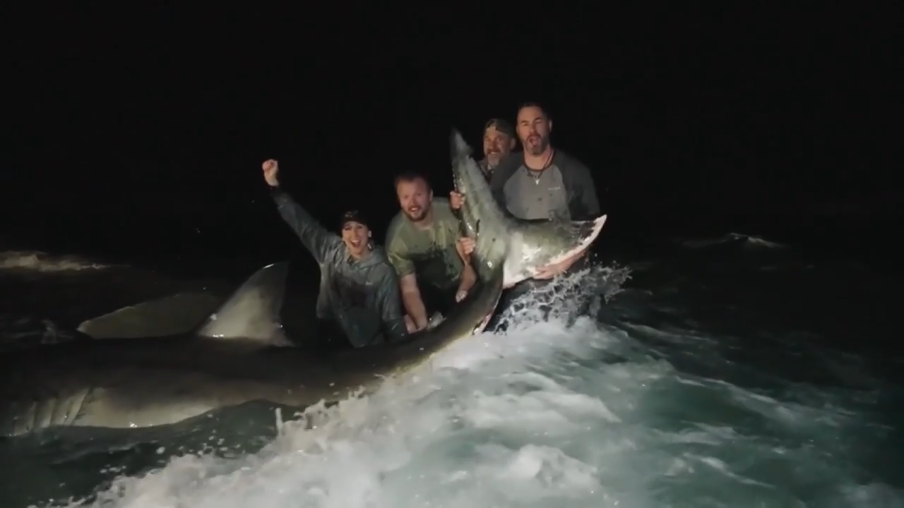 ‘It was pretty special’: Anglers recount reeling in massive great white shark during fishing trip on Pensacola Beach