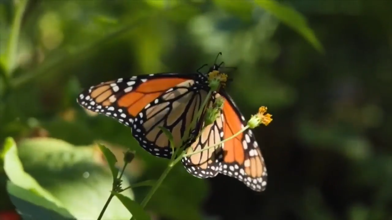 Scientists from UM, Princeton use new technology to track monarch butterflies’ migration