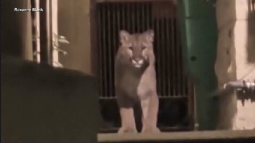 Mountain lion spotted in San Francisco neighborhood captured by animal control