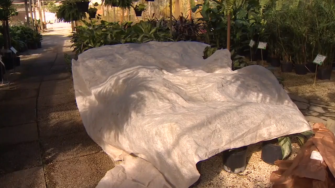 Nurseries and farms across South Florida make preparations ahead of cold snap