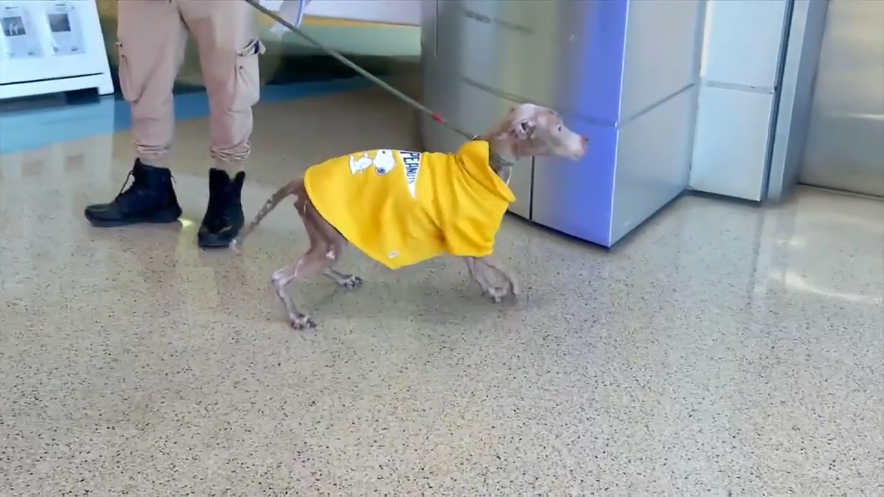 Miami-Dade, Broward animal services offer tips to keep pets warm ahead of frigid weekend