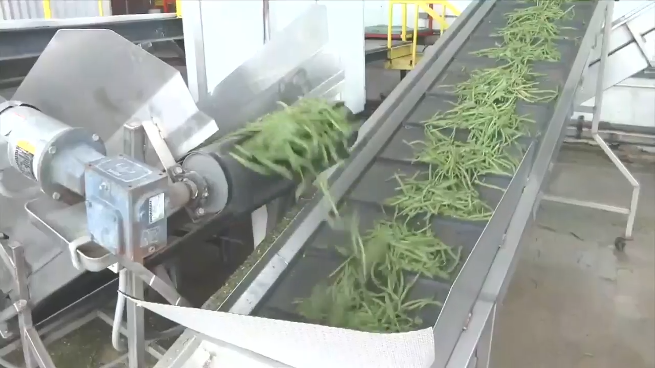 South Florida farmers work around the clock to protect crops from arctic blast