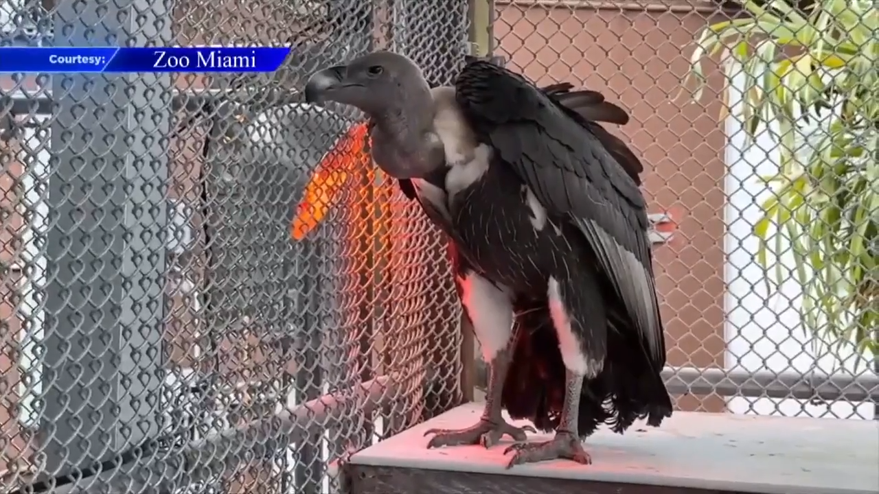 Zoo Miami, Jungle Island officials move several animals to heated habitats ahead of weekend freeze
