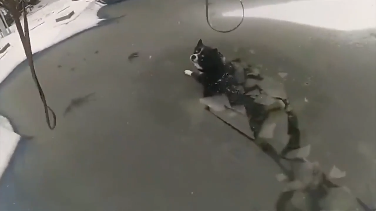 Police officers save dog from freezing water in Pennsylvania