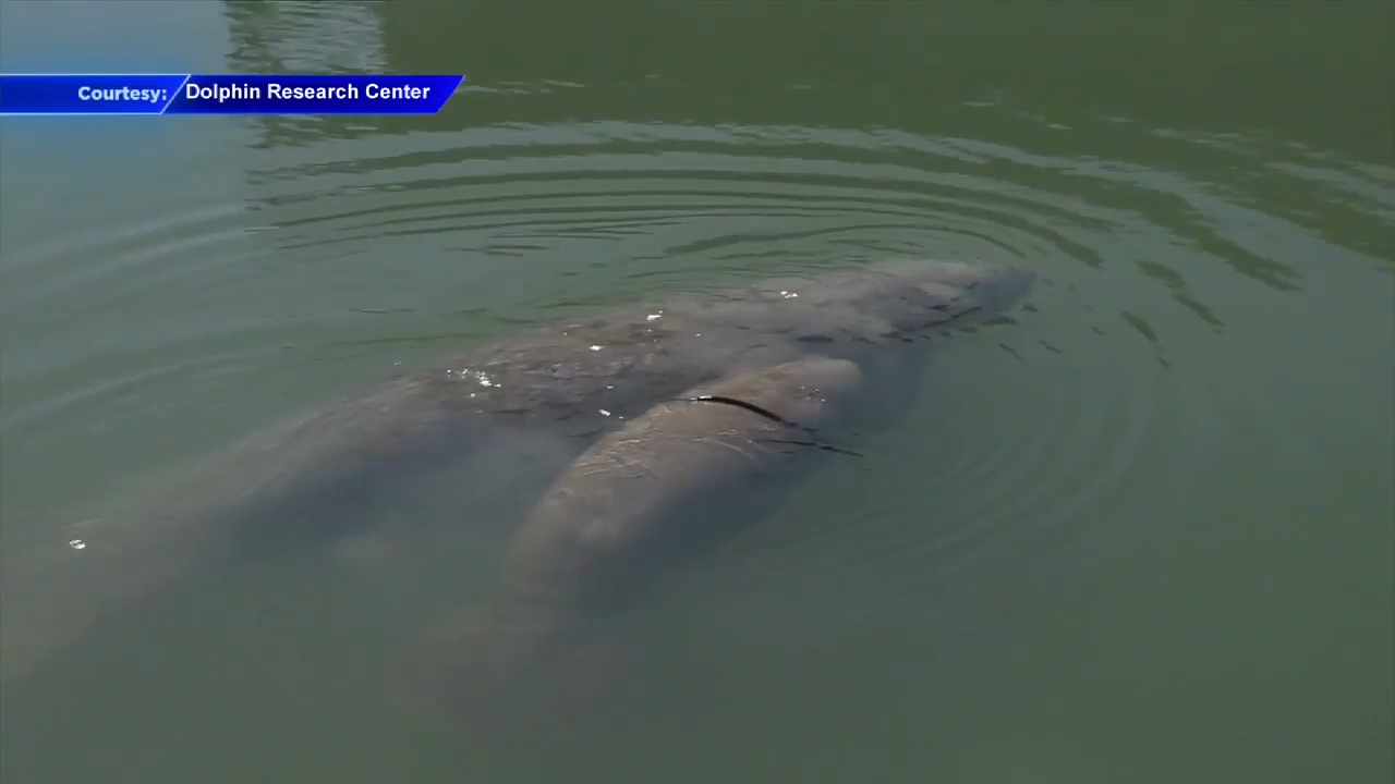 Baby manatee freed from danger by rescue organization in Florida Keys