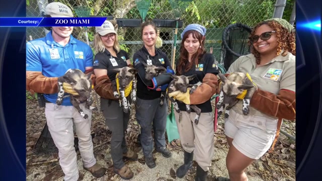Zoo Miami’s African painted dog pups get their first checkup