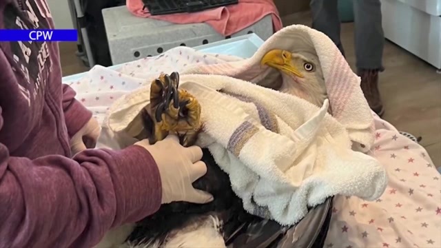 Bald eagle recuperating while Colorado wildlife officers look for person who shot it: ‘We want somebody to come forward’