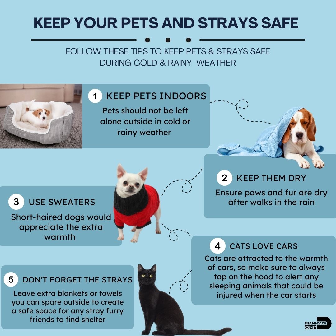 Miami-Dade, Broward animal services offer tips to keep pets warm ahead ...