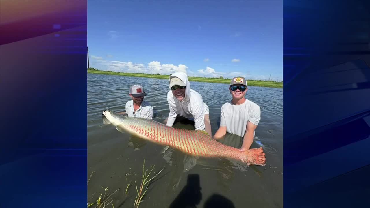Fishing resort on Florida’s West Coast adds prehistoric arapaima to its controlled fish population