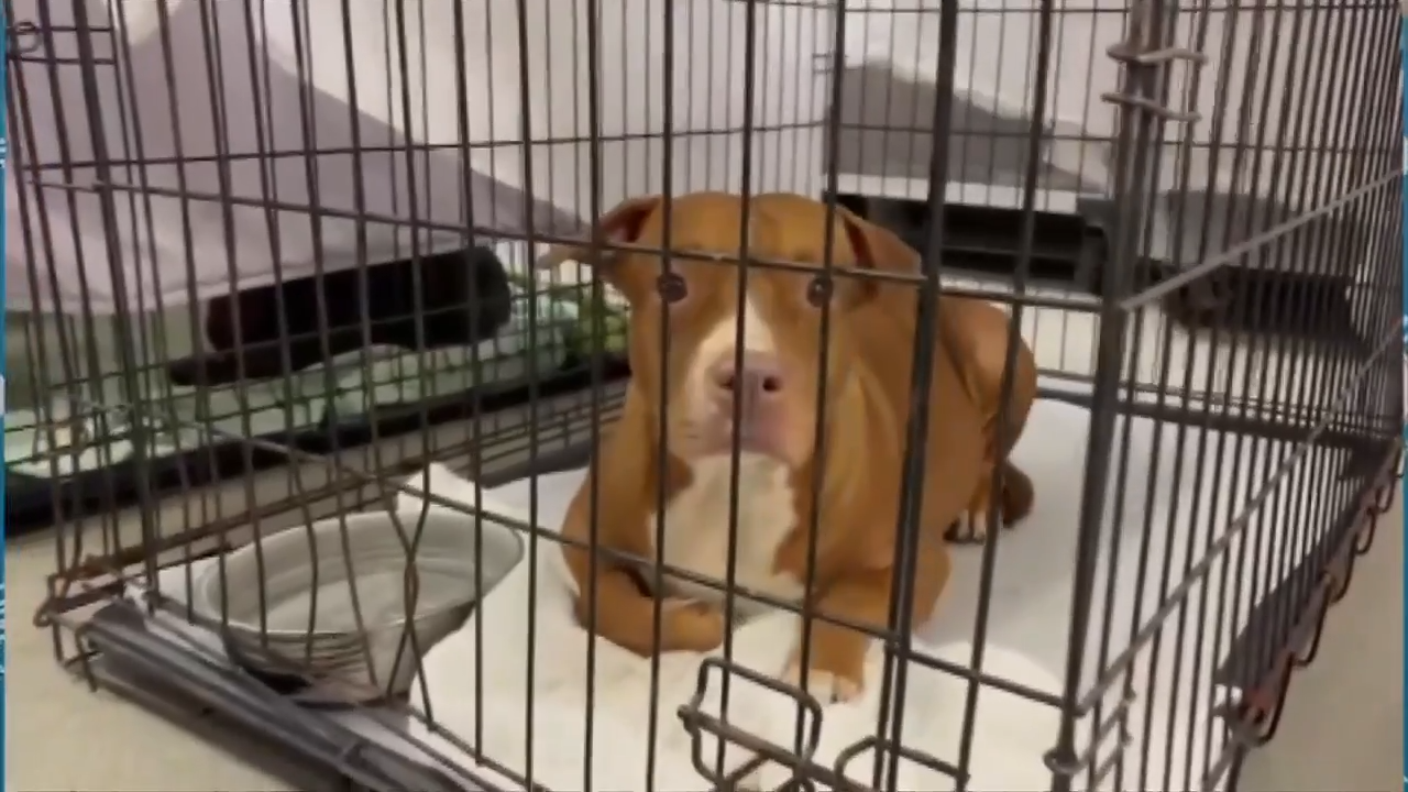 19 dogs looking for forever homes after being rescued from hoarding situation