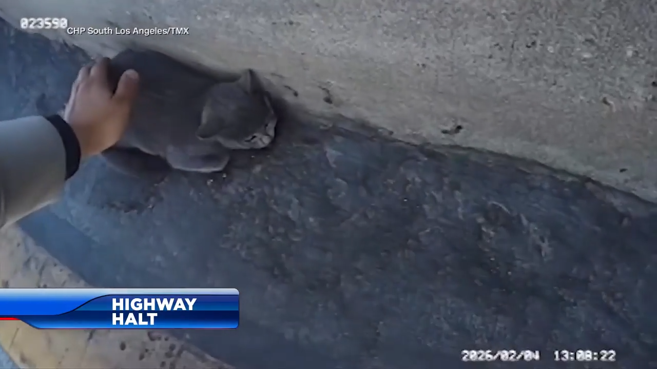 CHP officer rescues stranded kitten on 405 Freeway, video shows - WSVN ...