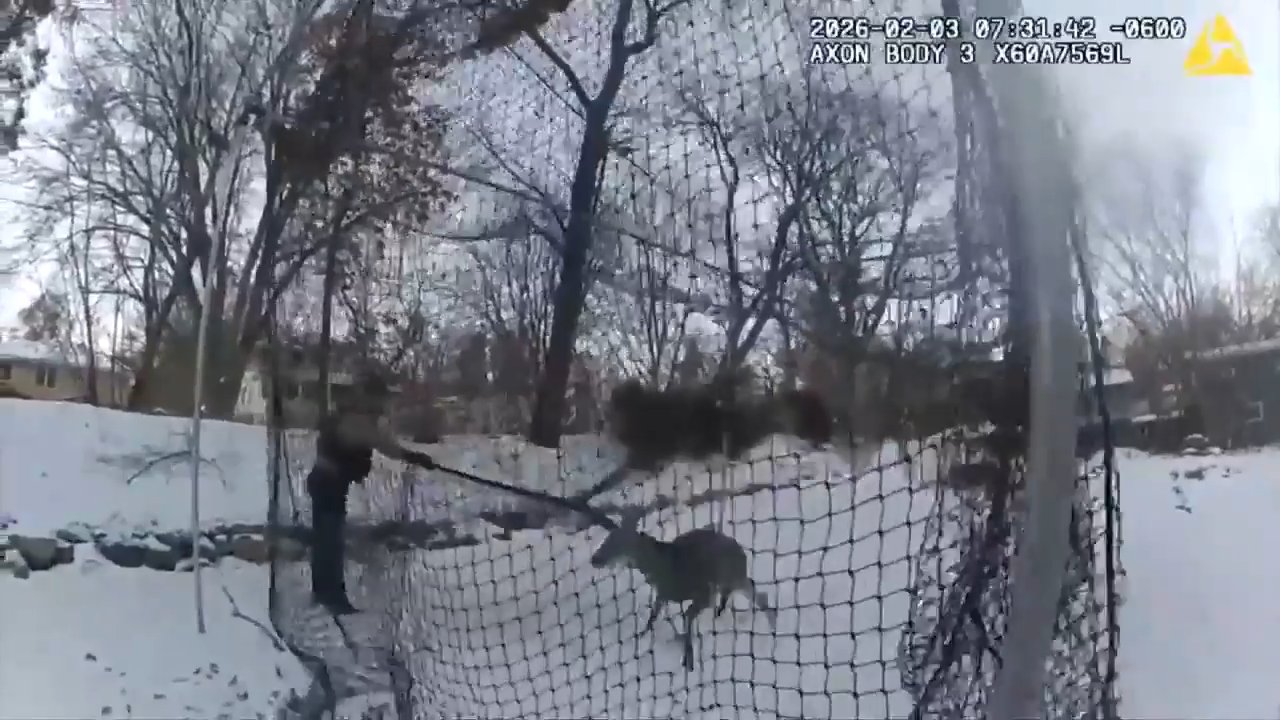 Minnesota police help free a deer stuck in a backyard batting cage net