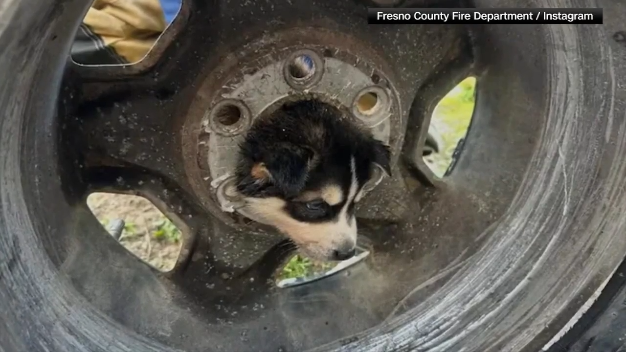 Dog rescued from metal tire rim in California by firefighters