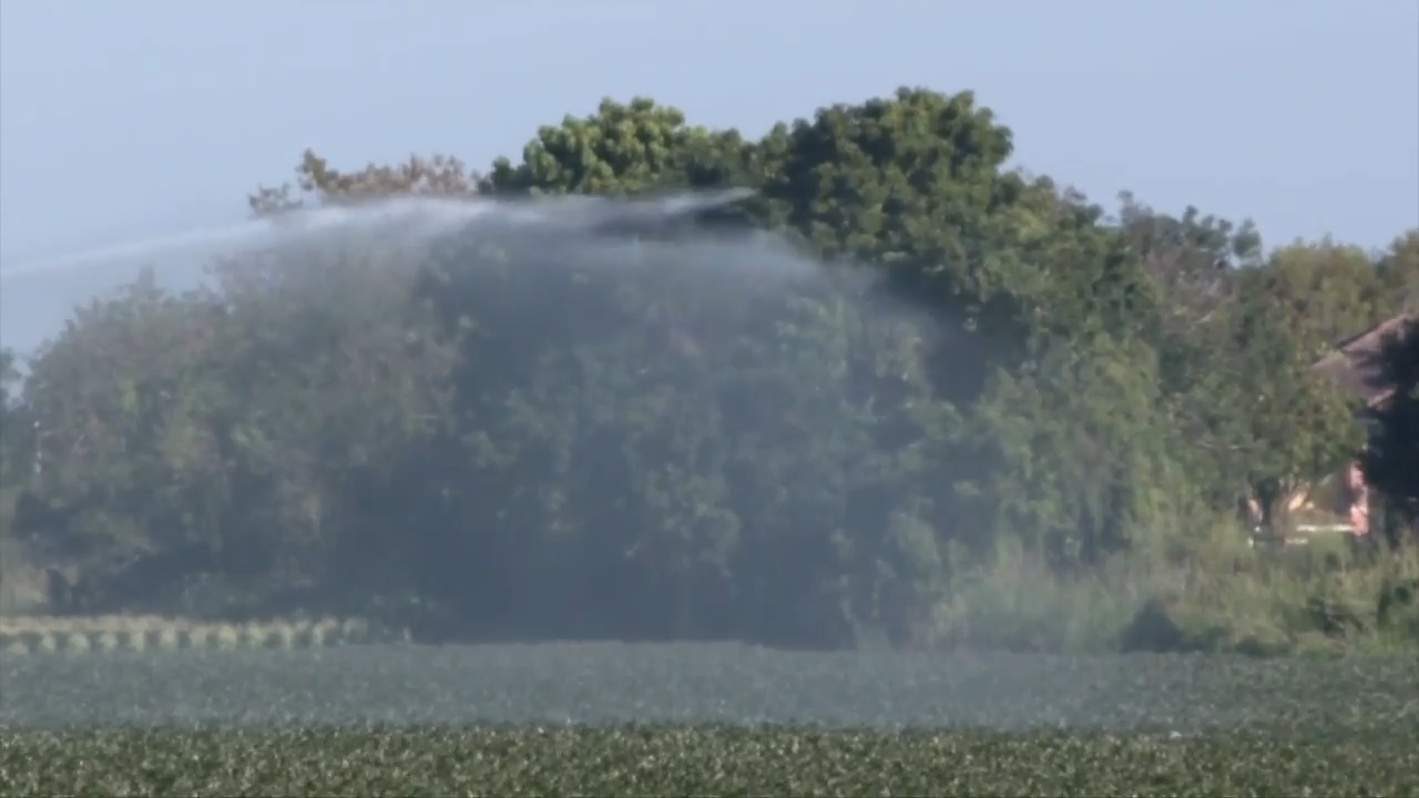 Farmers recovering from cold snap in South Florida wait and see if plants sustained any damage