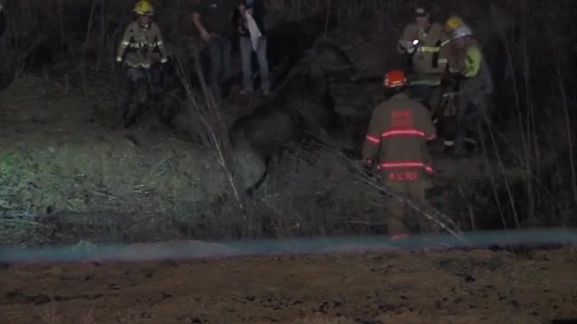 Missouri firefighters pull out 2 horses that were stuck in mud hole