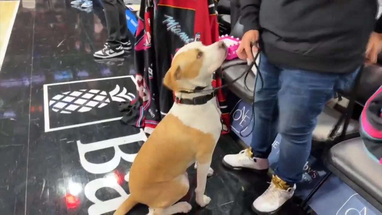 Rescue dog given special spotlight at Miami Heat vs. Utah Jazz game – WSVN 7News | Miami News, Weather, Sports | Fort Lauderdale