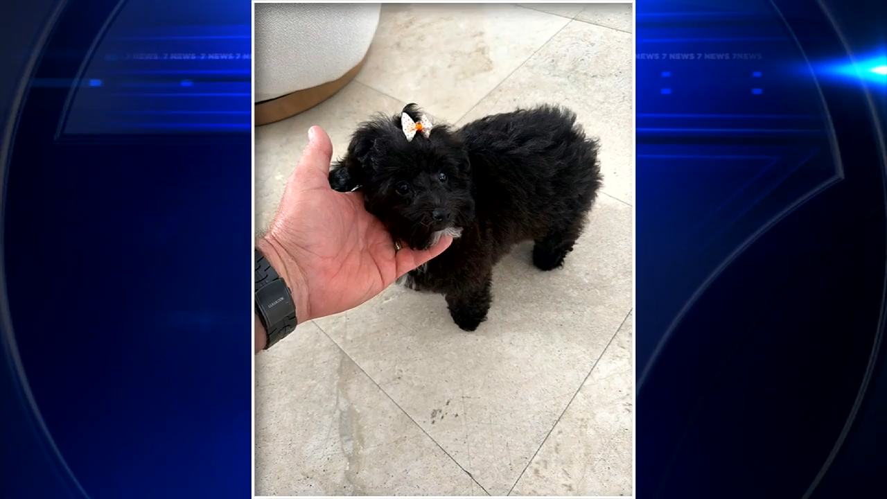 Coco, missing poodle mix puppy that was inside stolen Bentley, found safe in Fort Lauderdale