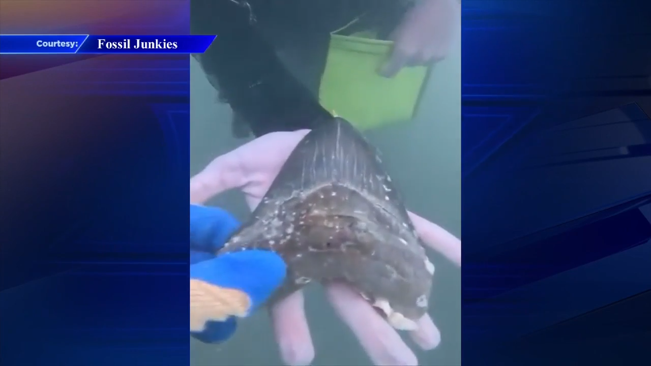 Wyoming teen finds prehistoric shark tooth off Florida’s Gulf Coast near Sarasota