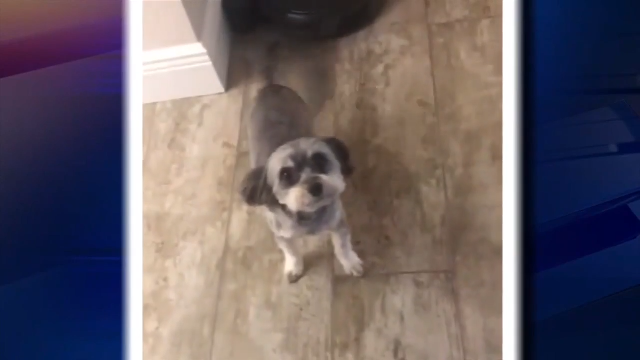 Chihuahua-poodle mix returned to owners after police find car involved in theft