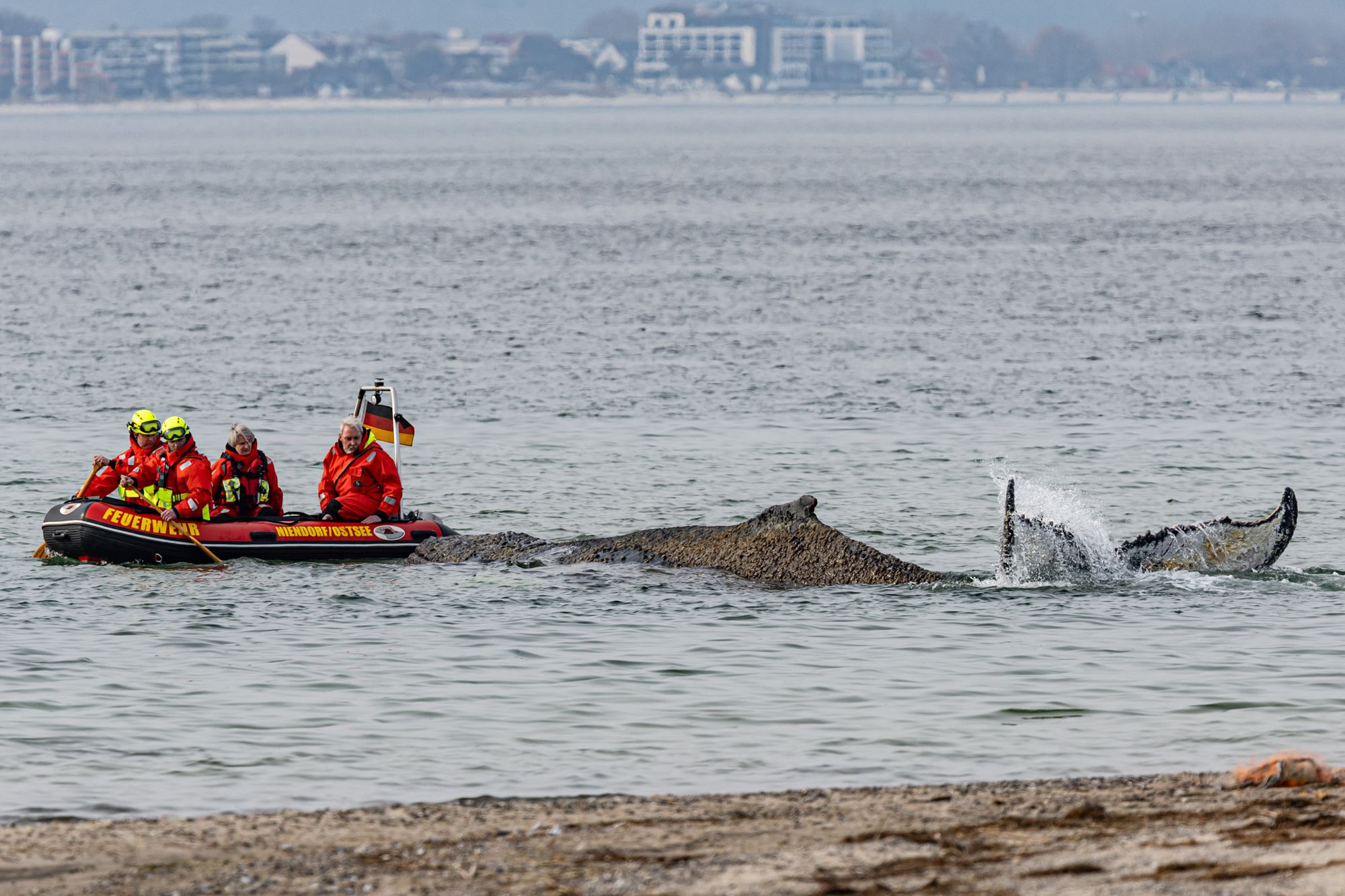 sperm whale giving birth