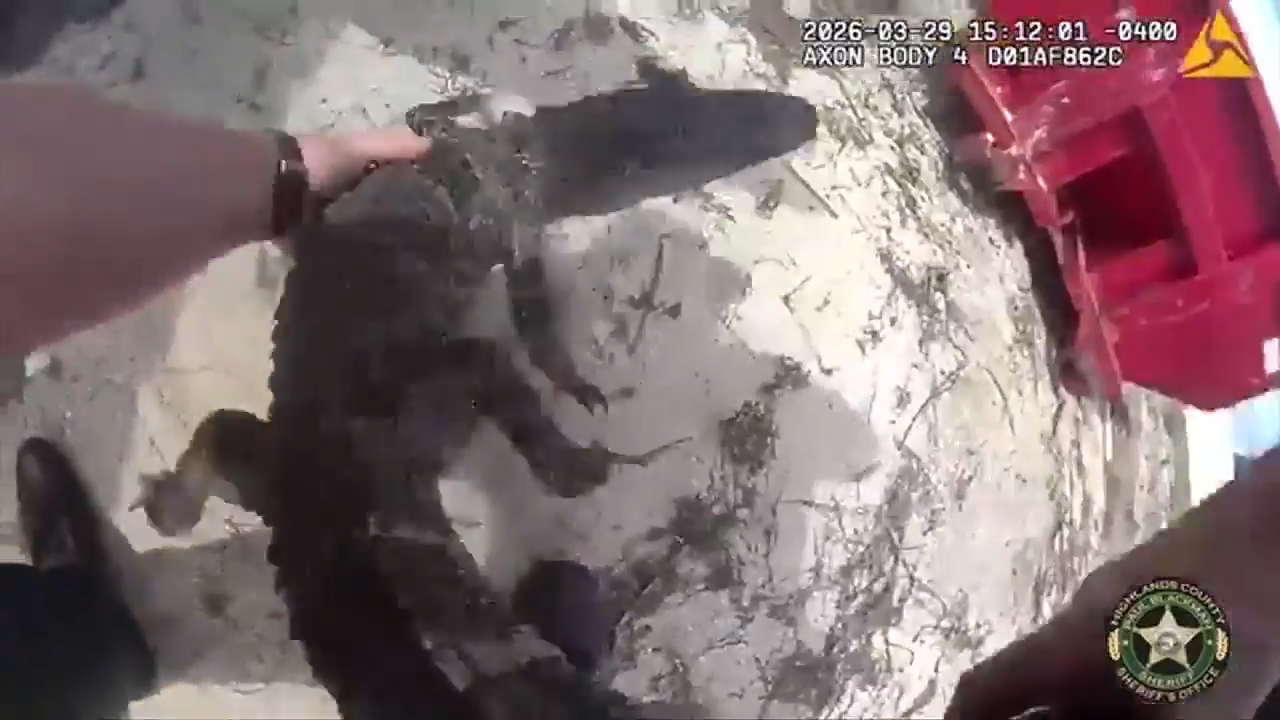 Deputy gets crafty while wrangling 4-foot gator at construction site in Sebring